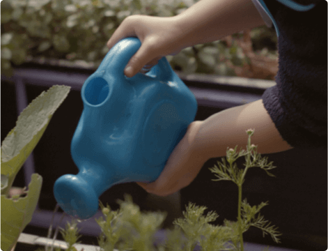 Child's hands holding a blue watering can over a vegetable garden